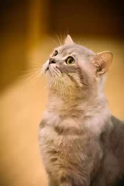 Free download cat kitten feline pet curious free picture to be edited with GIMP free online image editor