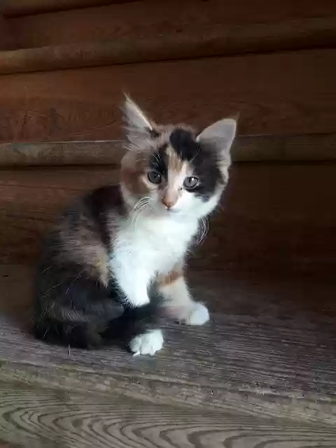 Free download Cat Kitten Tricolor -  free free photo or picture to be edited with GIMP online image editor