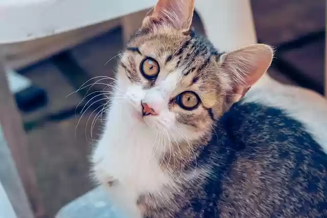 Free download cat kitten whiskers feline free picture to be edited with GIMP free online image editor