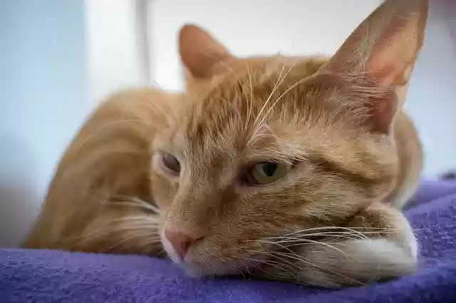 Free download Cat Lazy Animal -  free photo or picture to be edited with GIMP online image editor