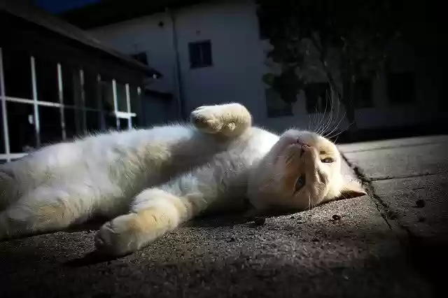 Free download Cat Lazy Fur -  free photo or picture to be edited with GIMP online image editor