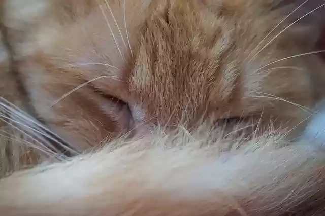Free download Cat Love Friend -  free photo or picture to be edited with GIMP online image editor