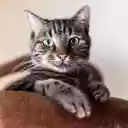 Cat lying on the sofa  screen for extension Chrome web store in OffiDocs Chromium