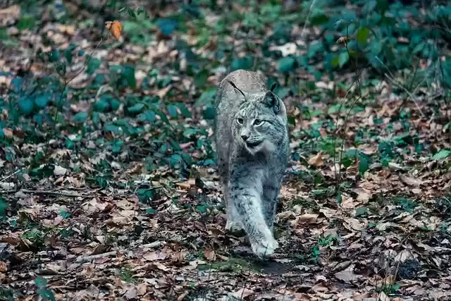 Free download cat lynx wild winter coat free picture to be edited with GIMP free online image editor