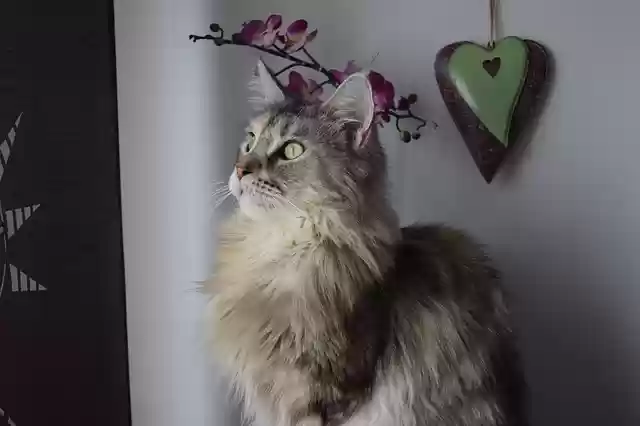 Free download cat main coon maine coon free picture to be edited with GIMP free online image editor