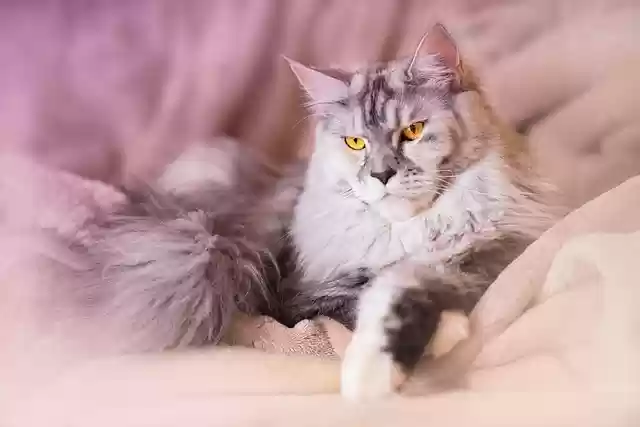 Free download cat maine coon animal grey silver free picture to be edited with GIMP free online image editor