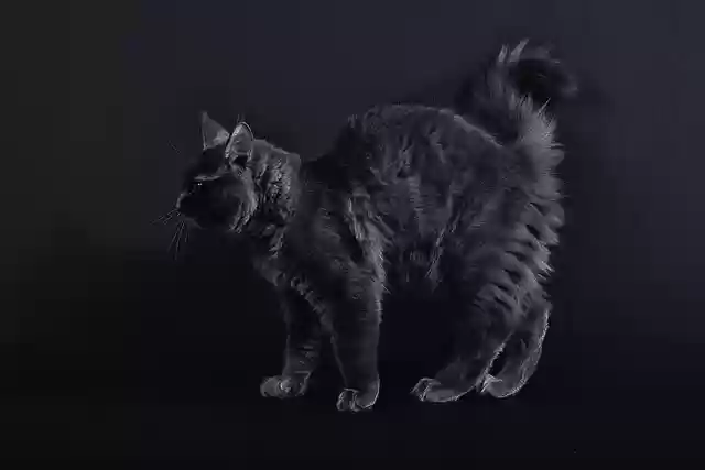 Free download cat maine coon black kitten fur free picture to be edited with GIMP free online image editor