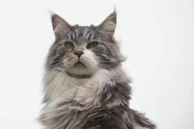 Free download cat maine coon hairy male kitten free picture to be edited with GIMP free online image editor