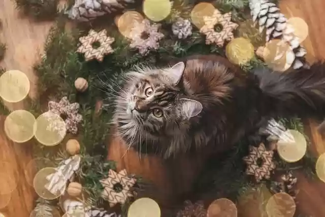 Free download cat maine coon kitty kitten feline free picture to be edited with GIMP free online image editor