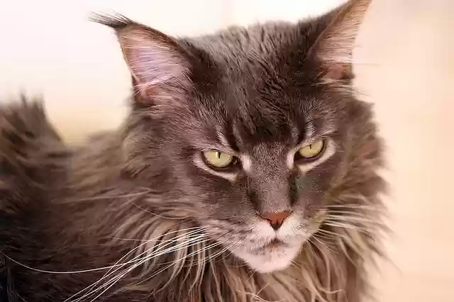 Free download cat maine coon look domestic cat free picture to be edited with GIMP free online image editor