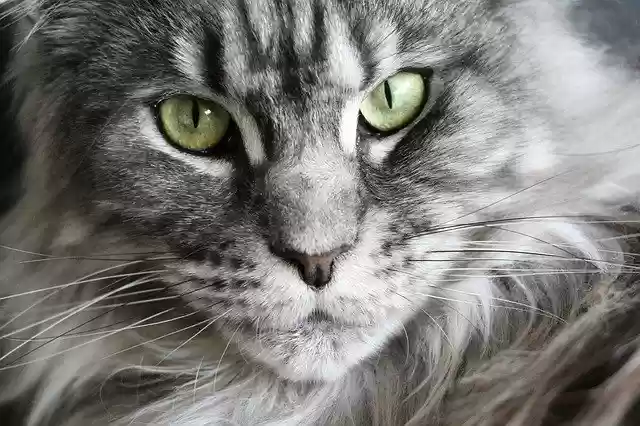 قم بتنزيل صورة مجانية لـ cat maine coon maine coon cat ليتم تحريرها باستخدام محرر الصور المجاني عبر الإنترنت من برنامج GIMP