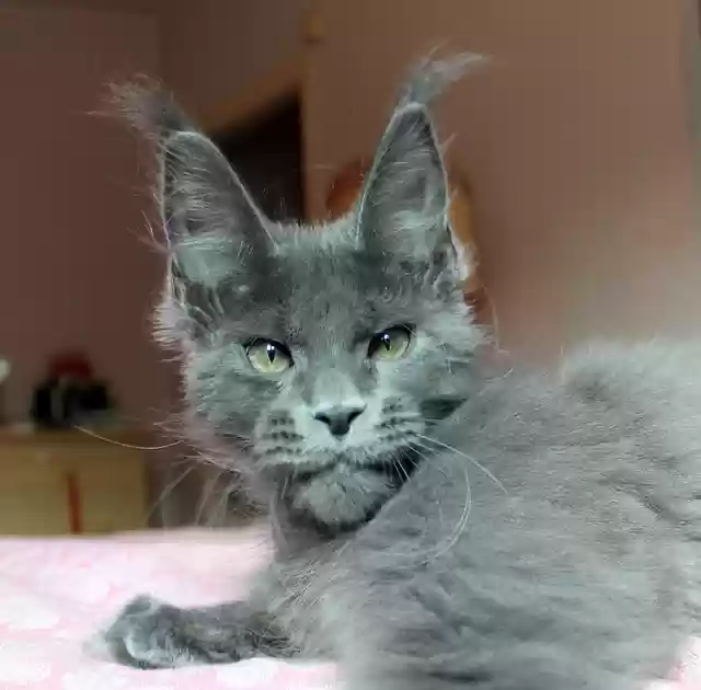 Descărcare gratuită pisică Maine Coon Puppy Animale imagini gratuite pentru a fi editate cu editorul de imagini online gratuit GIMP