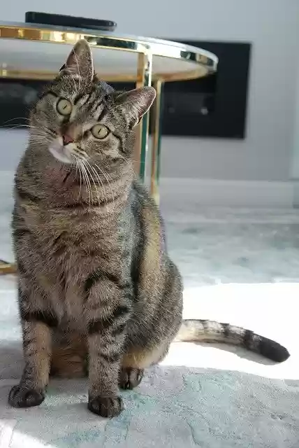 Free download Cat Mammal Kitten -  free photo or picture to be edited with GIMP online image editor