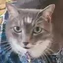 Cat Manspreading  screen for extension Chrome web store in OffiDocs Chromium