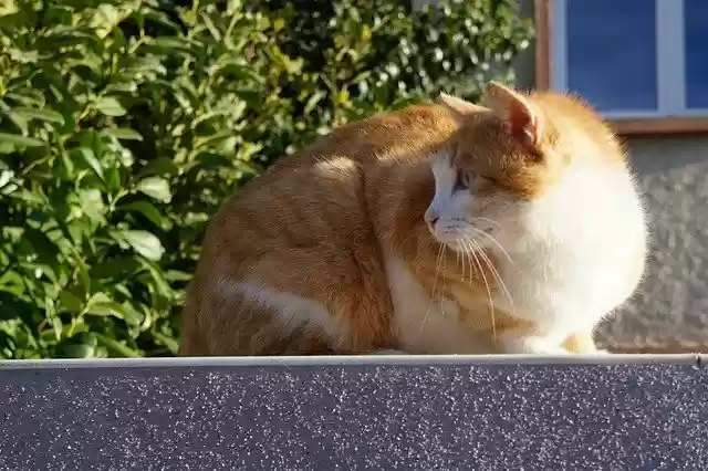 Free download Cat Muret Wall -  free photo or picture to be edited with GIMP online image editor