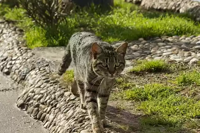 Free download Cat Nature Animals -  free photo or picture to be edited with GIMP online image editor