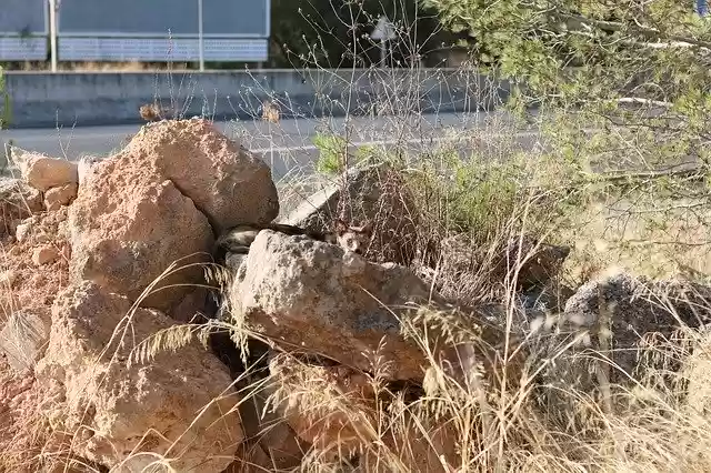 Free download Cat Nature Lynx -  free photo or picture to be edited with GIMP online image editor