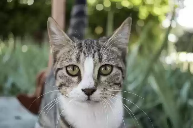 Unduh gratis Cat Nature Predator - foto atau gambar gratis untuk diedit dengan editor gambar online GIMP