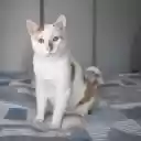 Cat on the cushion  screen for extension Chrome web store in OffiDocs Chromium