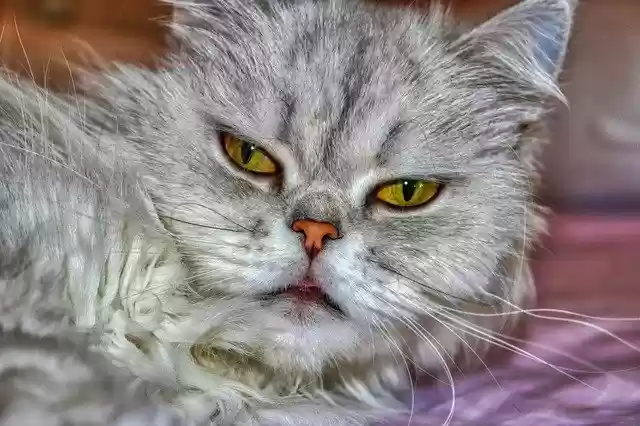 Free download Cat Persian Fluffy -  free photo or picture to be edited with GIMP online image editor