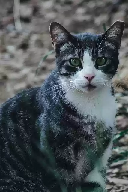 Free download cat pet animal domestic feline free picture to be edited with GIMP free online image editor