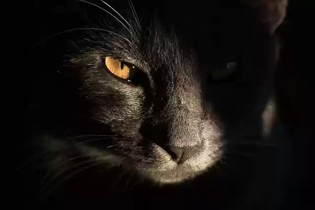 Unduh gratis gambar hewan peliharaan kucing abu-abu berbulu abu-abu gratis untuk diedit dengan editor gambar online gratis GIMP