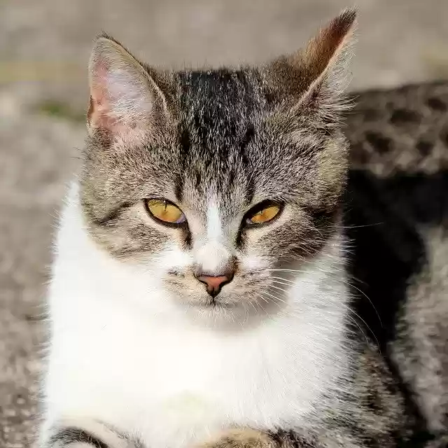 Free download Cat Pet Eyes -  free photo or picture to be edited with GIMP online image editor