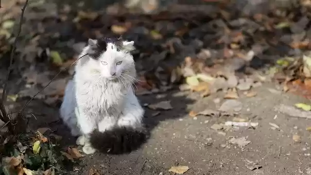 Free download Cat Pet Feline -  free photo or picture to be edited with GIMP online image editor