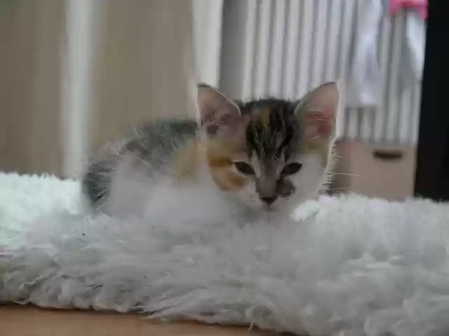 Free download Cat Pet Kitten -  free free photo or picture to be edited with GIMP online image editor