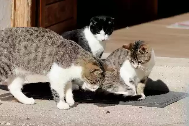 Free download Cat Pet Playful -  free photo or picture to be edited with GIMP online image editor