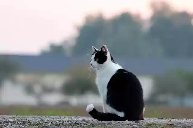 Free download Cat Pet Portrait -  free photo or picture to be edited with GIMP online image editor