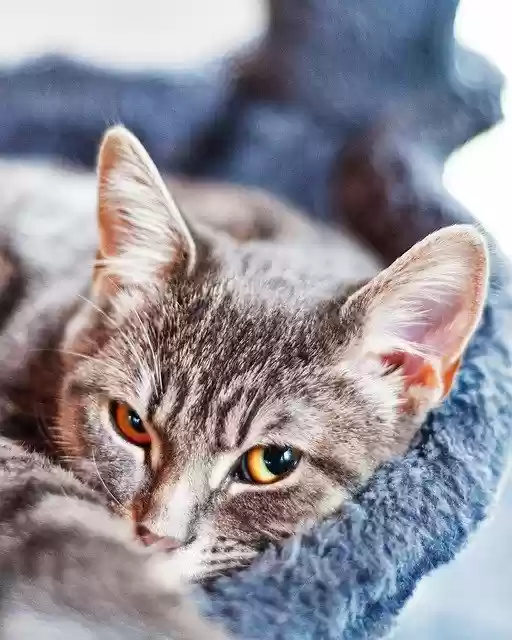 Free download Cat Pet Sweet -  free free photo or picture to be edited with GIMP online image editor