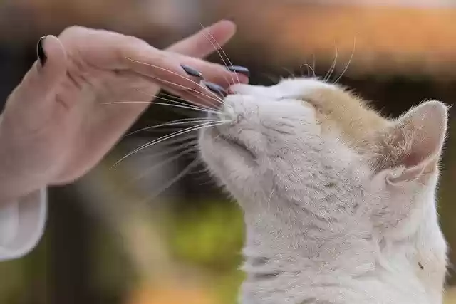 Free download cat petting a cat feline pet free picture to be edited with GIMP free online image editor