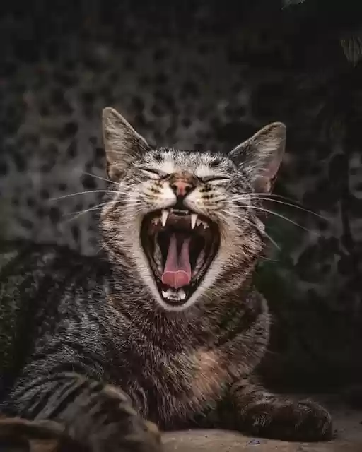 Libreng download pusa alagang hikab pagod hayop libreng larawan na i-edit gamit ang GIMP libreng online na editor ng imahe
