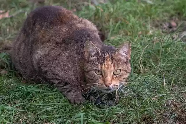 Free download Cat Prey Animal -  free photo or picture to be edited with GIMP online image editor
