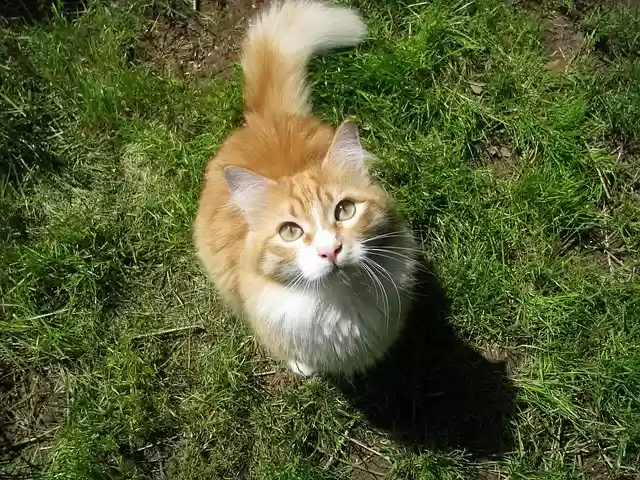 Free download cat red domestic animal maine coon free picture to be edited with GIMP free online image editor