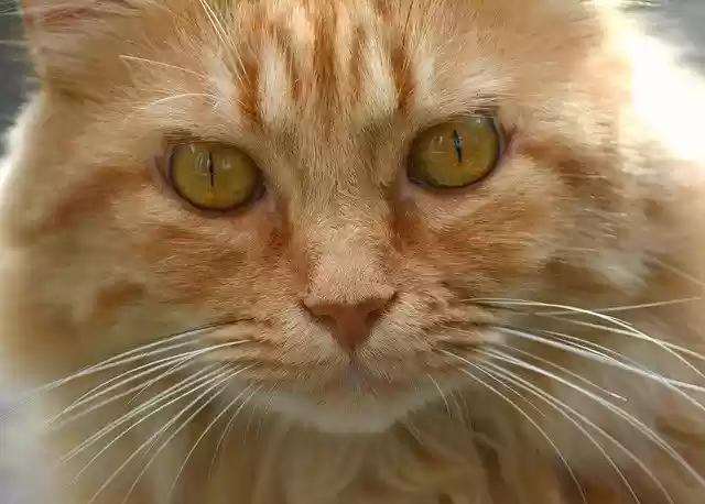 Kostenloser Download von Katze, roter Kater, Porträt, Mieze, kostenloses Bild zur Bearbeitung mit GIMP, kostenlosem Online-Bildeditor