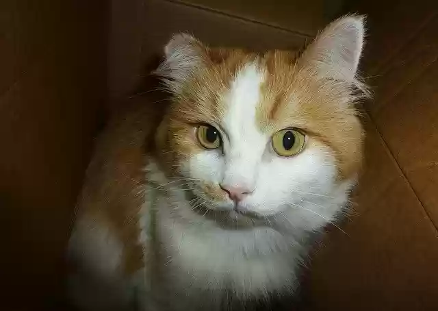 Free download Cat Redhead Animals -  free photo or picture to be edited with GIMP online image editor