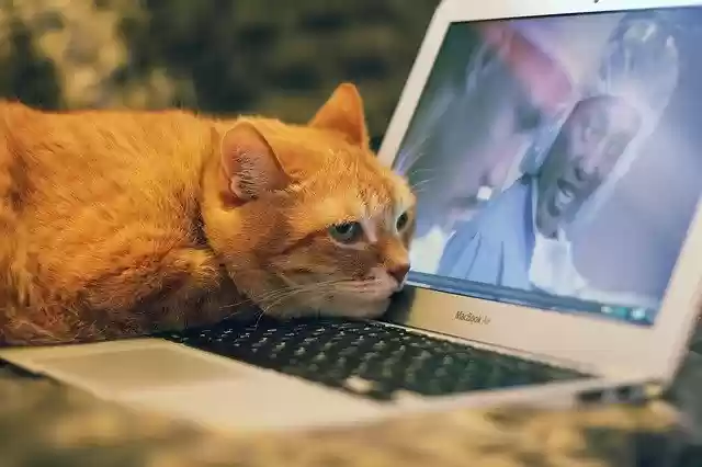 Free download Cat Red Red-Headed free photo template to be edited with GIMP online image editor