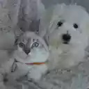 Cats and dogs love each other  screen for extension Chrome web store in OffiDocs Chromium