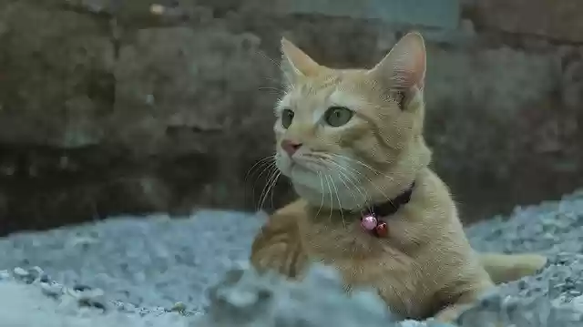 Free download Cat Sand Orange -  free photo or picture to be edited with GIMP online image editor