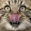 Cat Screen Cleaner  screen for extension Chrome web store in OffiDocs Chromium