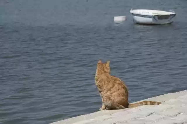 Free download Cat Sea Ocean -  free photo or picture to be edited with GIMP online image editor