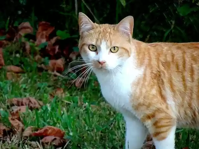 Free download Cats Felines Mammals -  free photo or picture to be edited with GIMP online image editor