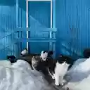 Cats frolicking in the snow  screen for extension Chrome web store in OffiDocs Chromium