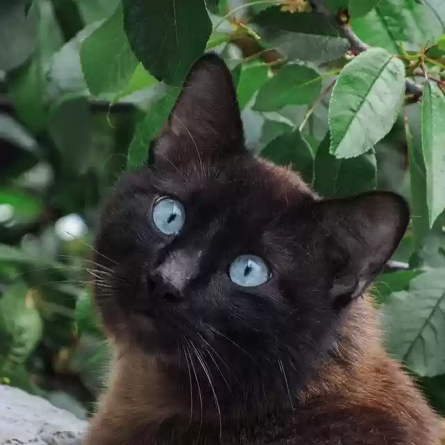 Free download Cat Siamese Animals -  free photo or picture to be edited with GIMP online image editor