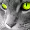 Cat (Sielena theme)  screen for extension Chrome web store in OffiDocs Chromium
