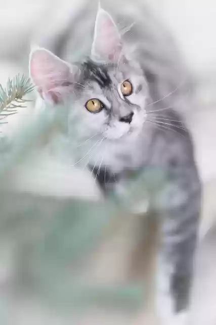 Free download cat silver grey maine coon kitten free picture to be edited with GIMP free online image editor