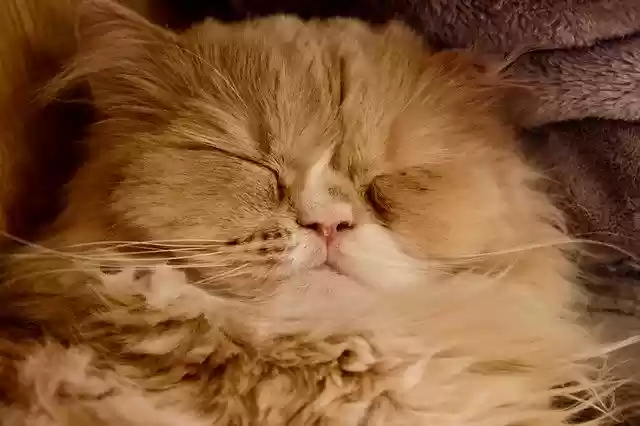 Free download Cat Sleeping Big -  free photo or picture to be edited with GIMP online image editor