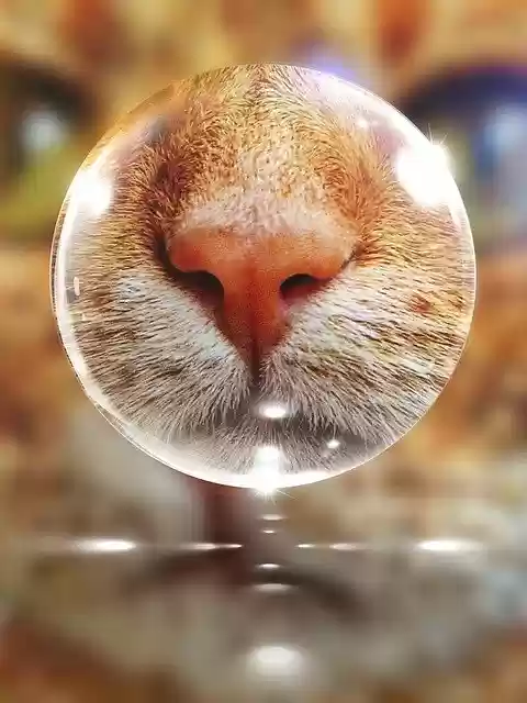 Free download Cat Snout Ball -  free illustration to be edited with GIMP free online image editor